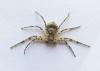 Philodromus margaritatus
